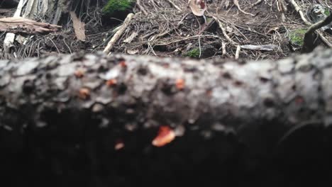 decaying tree bark with fungal spots and forest debris in a macro perspective, highlighting natural decomposition in a woodland environment.