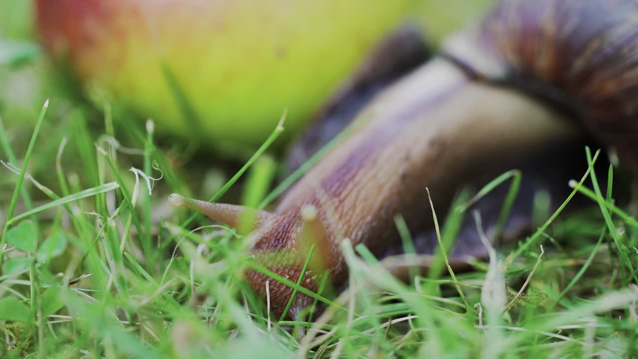 Large brown snail close-up. Snail crawling near to a green apple in the grass.