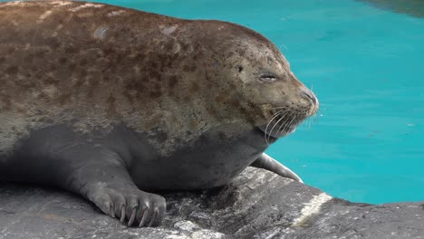 las focas de puerto descansan en el primer plano de la roca en la cabeza