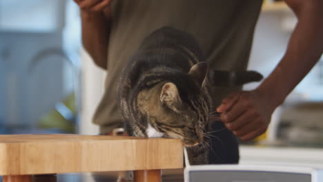 close up of man stroking pet cat at home