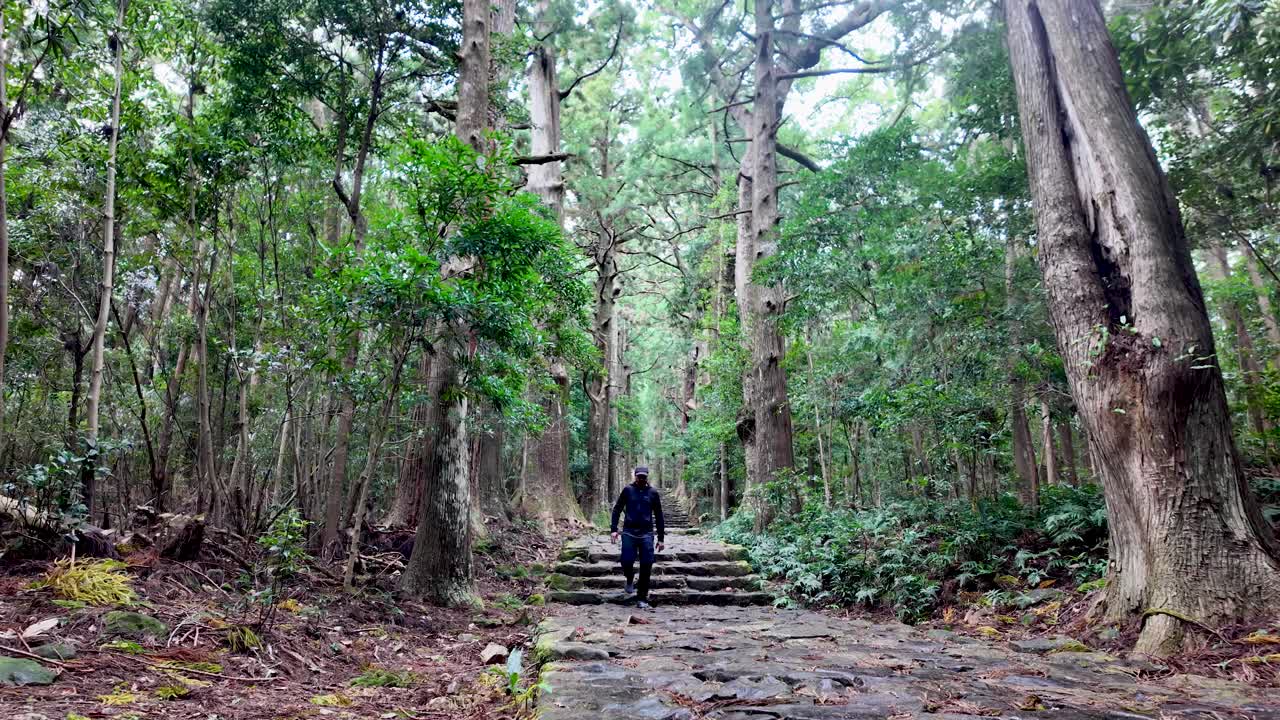 Tourist hiking ancient Kumano Kodo pilgrimage route in Nachisan, Japan, enjoying peaceful nature and spiritual atmosphere