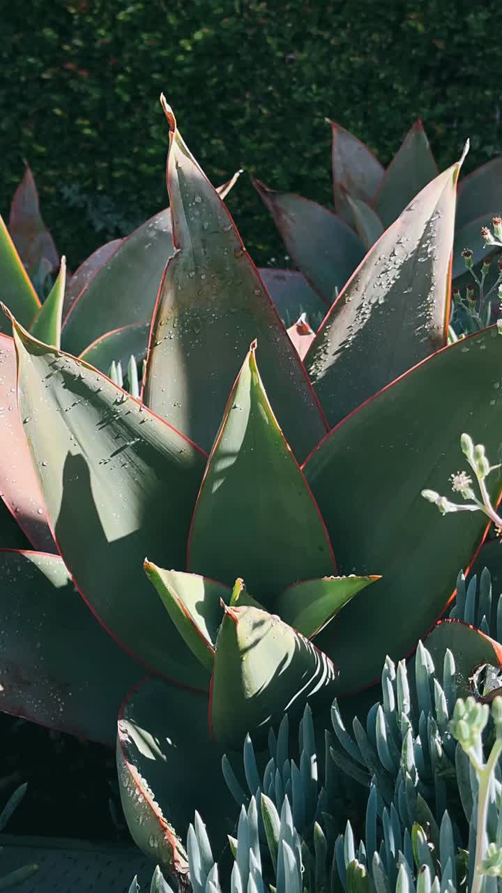 primer plano de la planta de aloe vera con gotas de agua