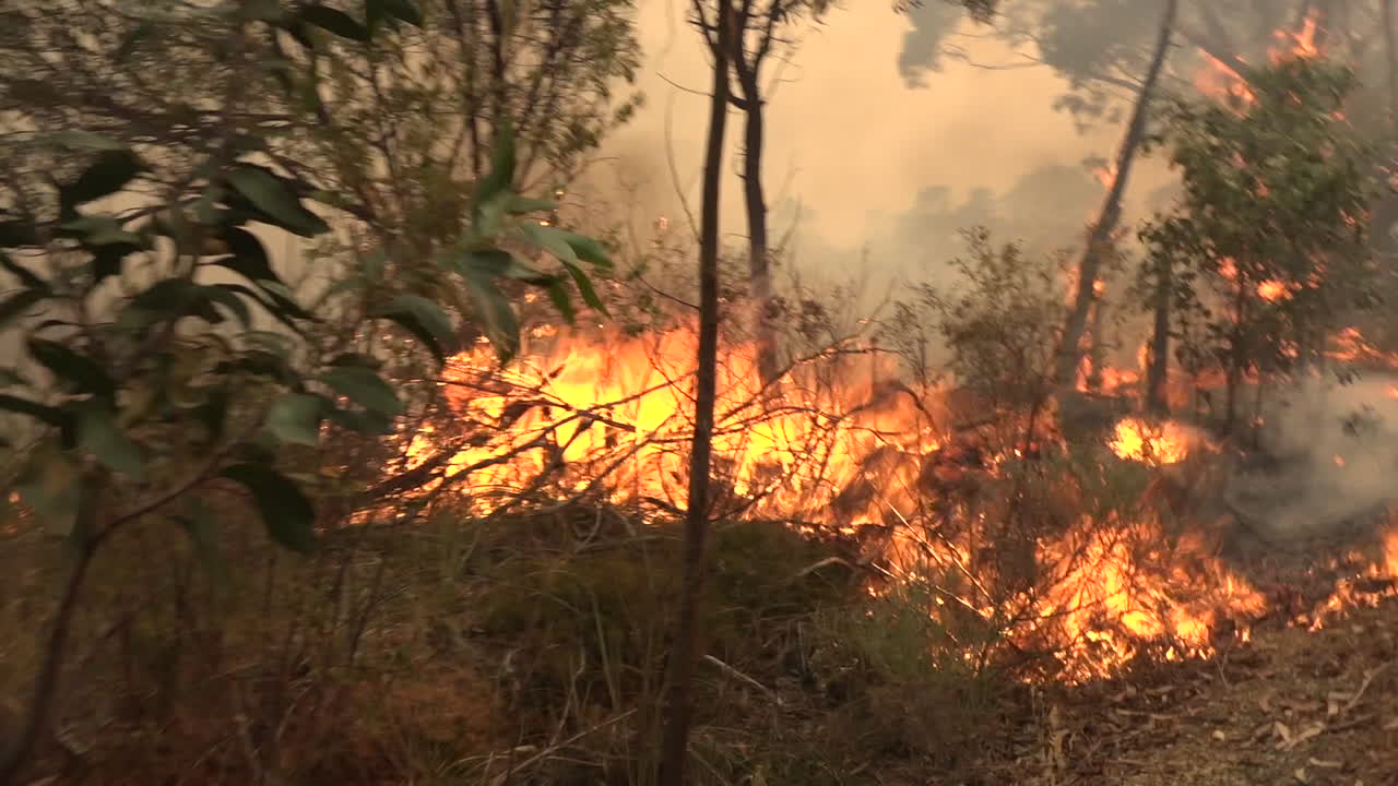 호주의 대규모 산불로 숲과 덤불이 타다