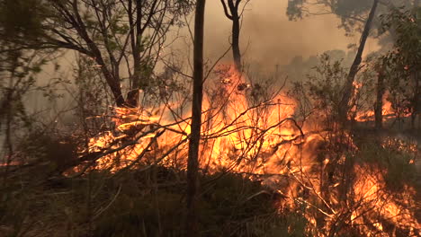 forests and brush burn during a massive wildfires in australia