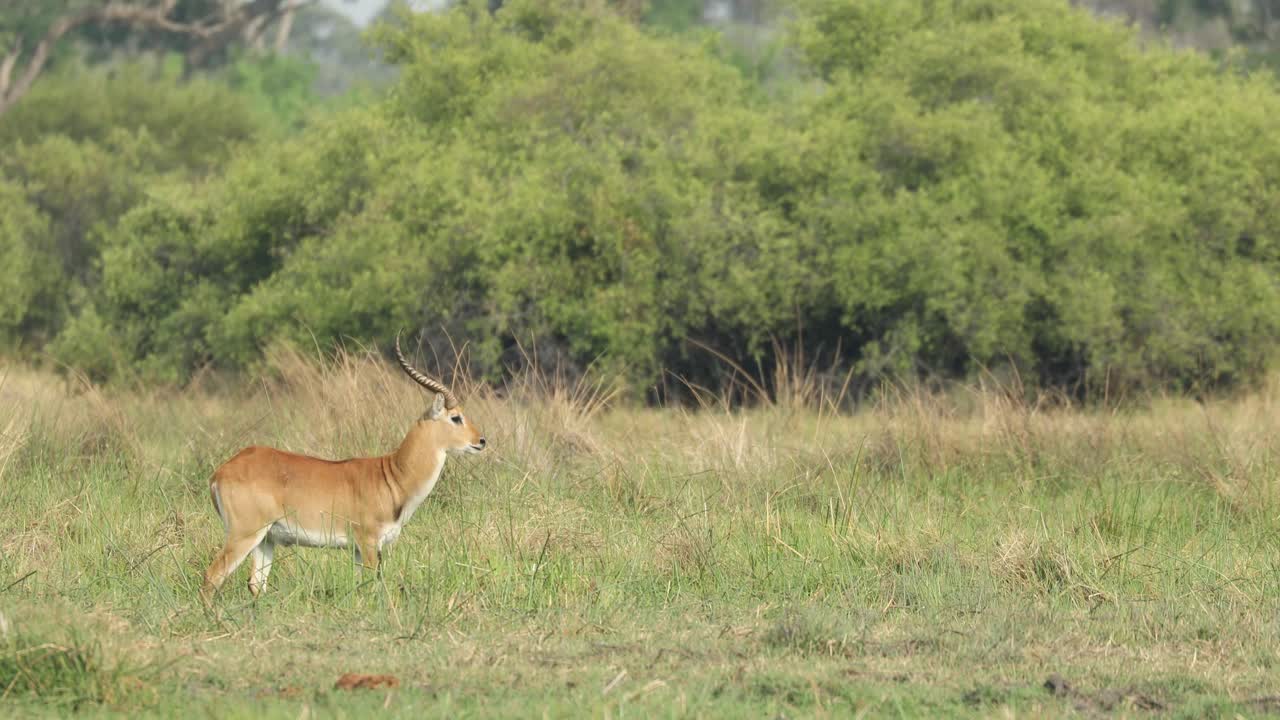 plano general de un macho lechwe parado en el paisaje verde de khwai botswana girando su cabeza hacia la cámara