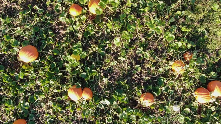 Lenta ripresa aerea dall'alto che rivela un campo di zucche arancioni mature con fogliame verde in una fattoria di famiglia nella Contea di Lancaster.