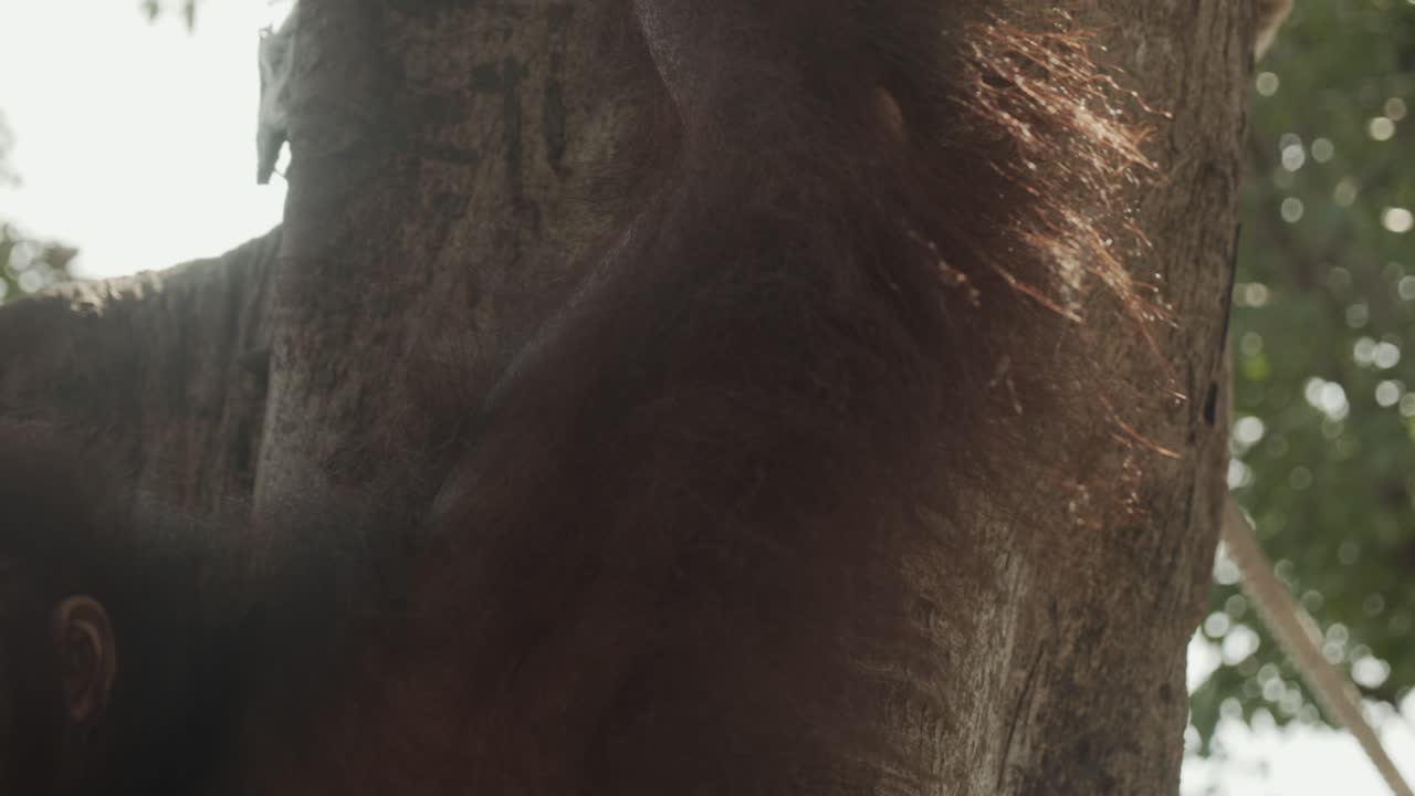 Pelo arancione di orangutan alla luce del sole, nella foresta