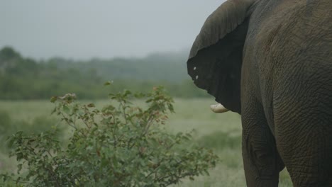 Elefante-Sacudiendo-Las-Orejas-En-Namibia-Salvaje,-Cerca-Desde-Atrás