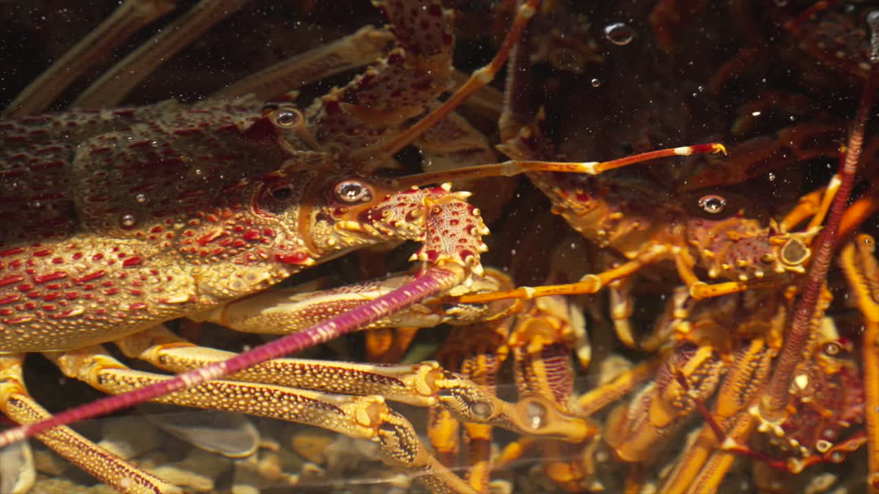 Close-up de cabeças e garras de lagostas vivas agrupadas dentro de um tanque, com bolhas subindo ao redor delas