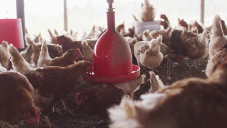 Close-up-of-a-flock-of-chickens-on-farm