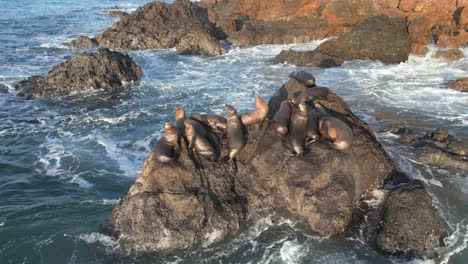 drone circles sea lions resting on rocks in malibu (60fps)