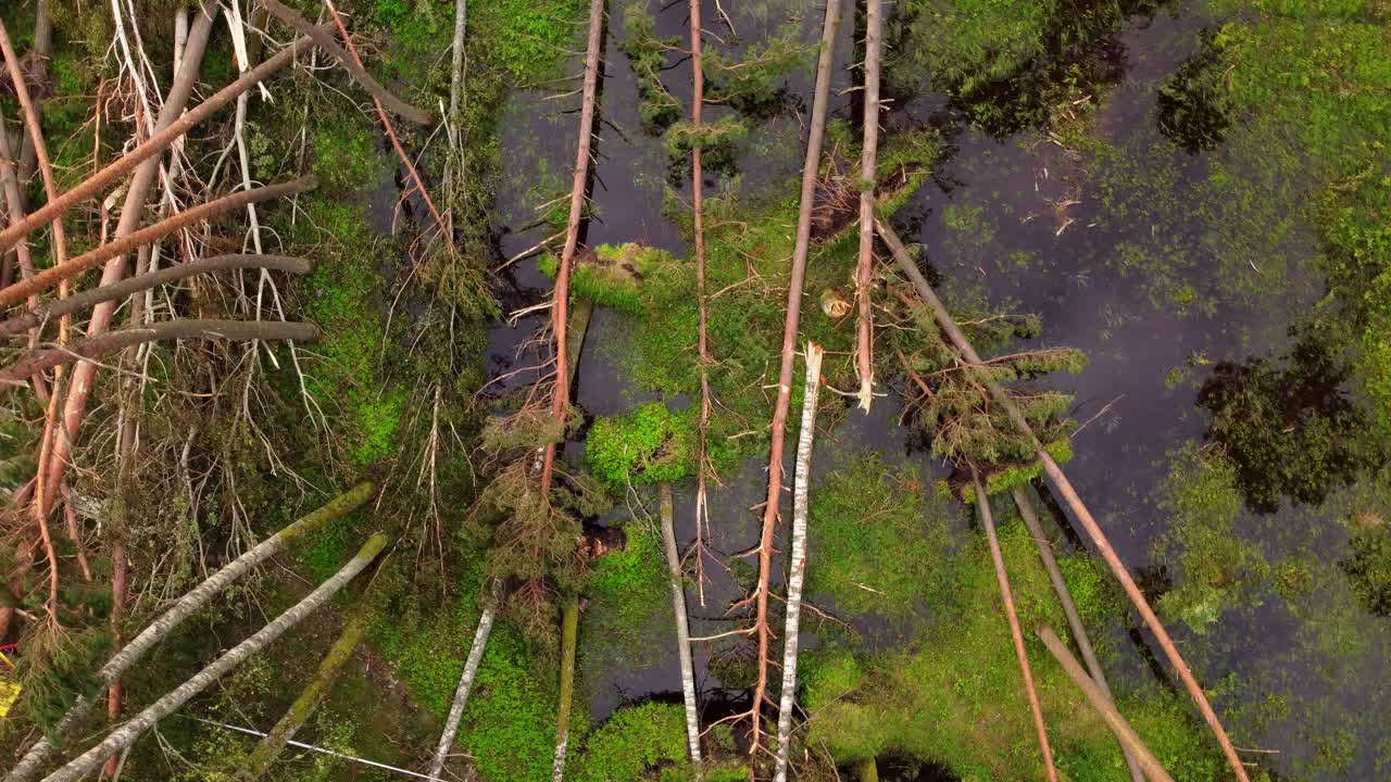 강한 바람 폭풍 이후 북유럽의 습지 환경에서 쓰러진 나무