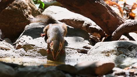 Nördliche-Spitzmaus,-Tupaia-Belangeri