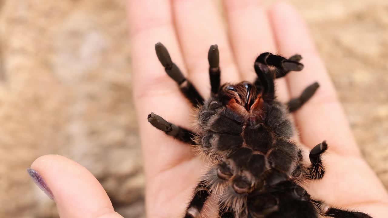 A curlyhair tarantula moves across a person's hand, captured in natural lighting with a close-up perspective