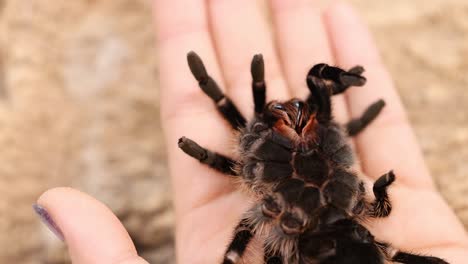 a curlyhair tarantula moves across a person's hand, captured in natural lighting with a close-up perspective