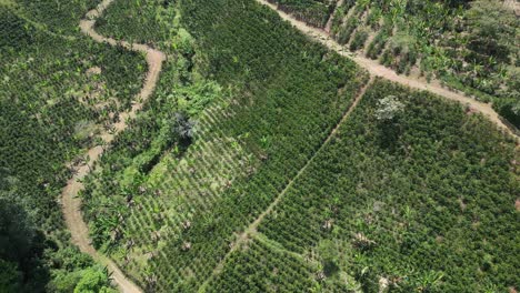 Vista-Aérea-De-Hileras-Agrícolas-Ordenadas-En-Plantaciones-De-Café-Tropicales.