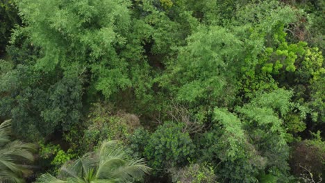 vista aérea o superior del bosque verde profundo o la jungla