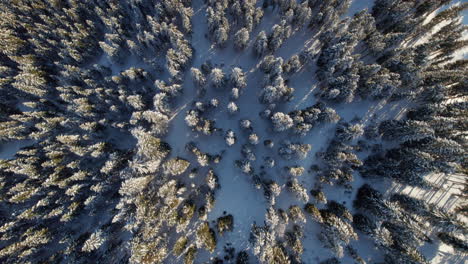 las copas de los árboles en el bosque de pinos invernales en la montaña reiterkogel en hinterglemm, austria