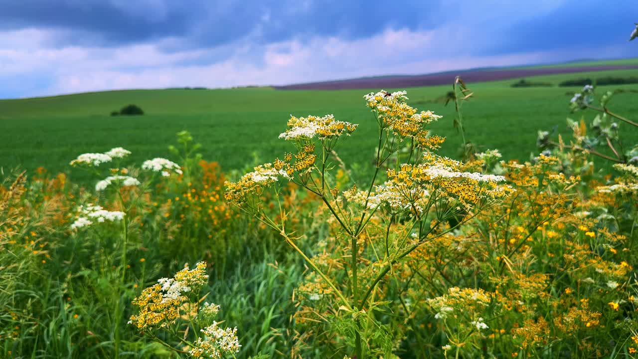 A Beautiful Landscape Featuring Vibrant Wildflowers, Green Fields, and Dramatic Clouds Capturing the Essence of Nature's Serenity and Abundance