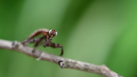 Visto-Encima-De-Una-Ramita-Mientras-Sacude-Su-Cuerpo-Y-Luego-Se-Enfrenta-A-La-Cámara-Rápidamente,-Parablepharis-Kuhlii,-Mantis,-Sudeste-De-Asia