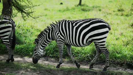 distinctive black and white plains zebra stroll on path