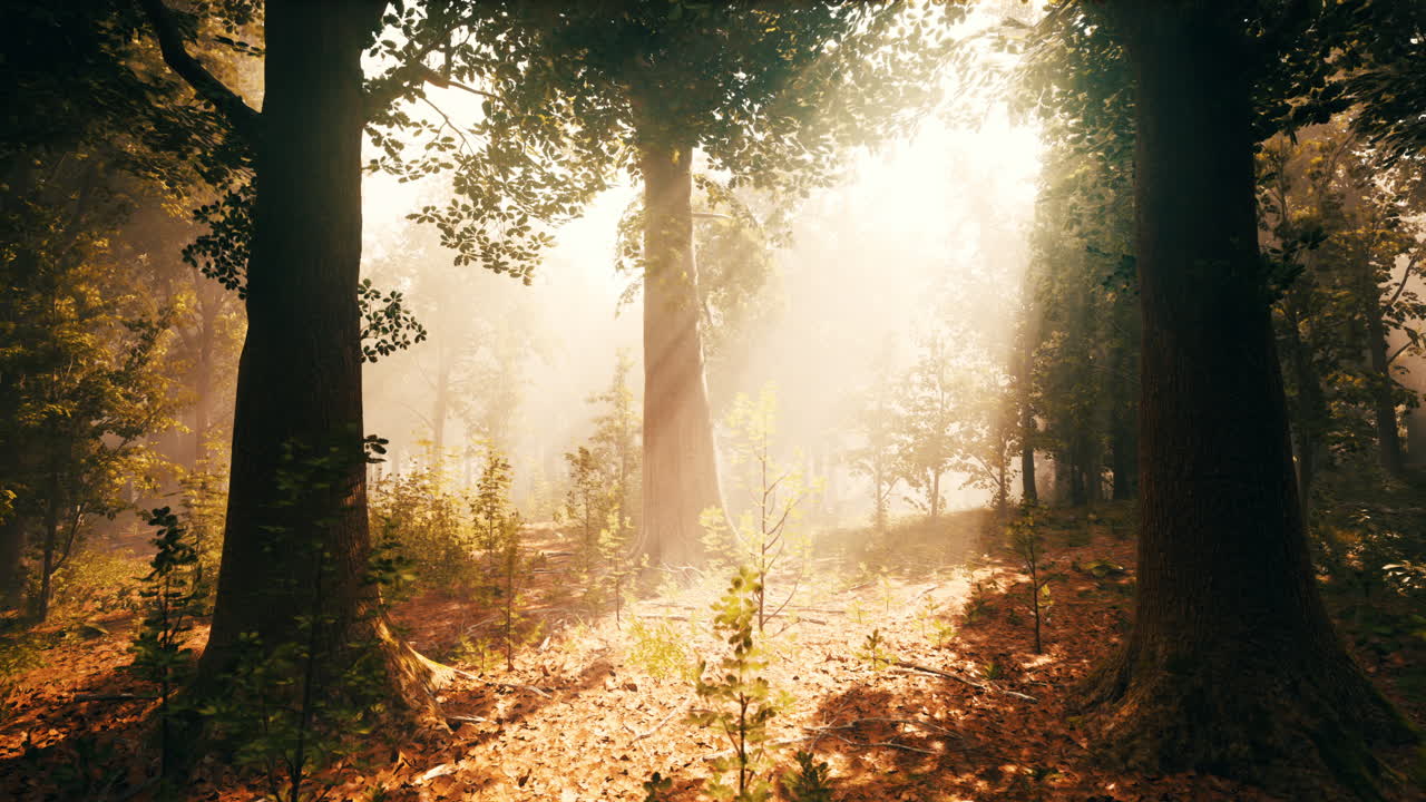 rayos de luz solar brillan a través de la niebla en un bosque