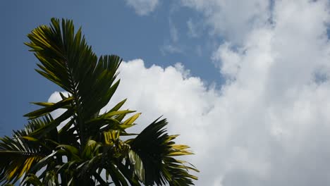 areca nut tree and clouds in the blue sky