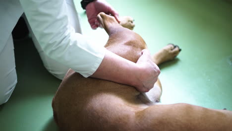 dog undergoes orthopedic examination at the vet on the floor