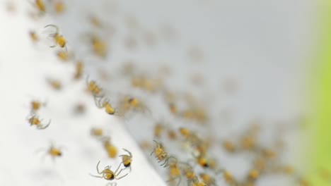 swarm of baby yellow garden spiders weaving spider web - selective focus