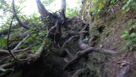 Hiker-Climbing-Forested-Steep-Roots---Mackenzie-Range,-Vancouver-Island,-BC,-Canada