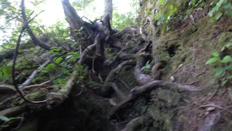 excursionista escalando raíces escarpadas boscosas - gama mackenzie, isla de vancouver, bc, canadá