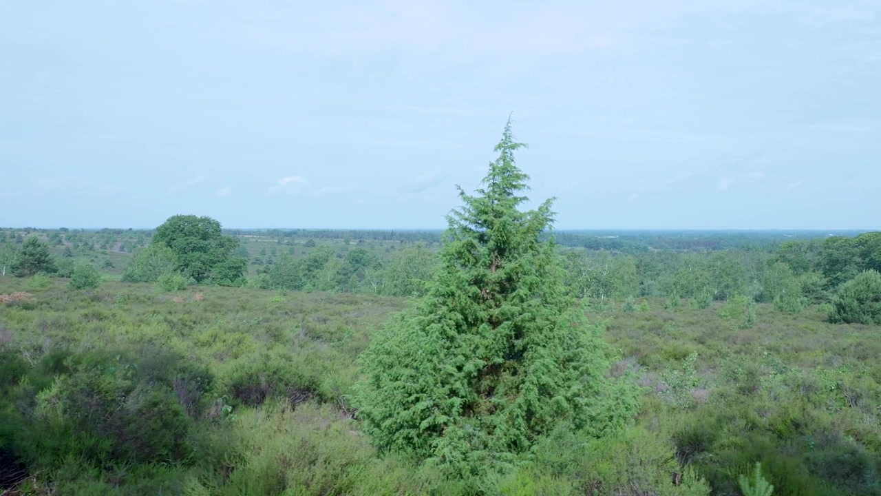 Vista panoramica di un paesaggio di brughiera lussureggiante e verde.