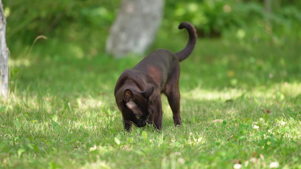 Graceful black cat smelling something in the grass. Beautiful slim kitty being careful outside. Blurred backdrop.