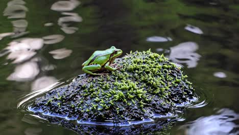 a frog on a mossy rock in a pond, captured from a low angle
