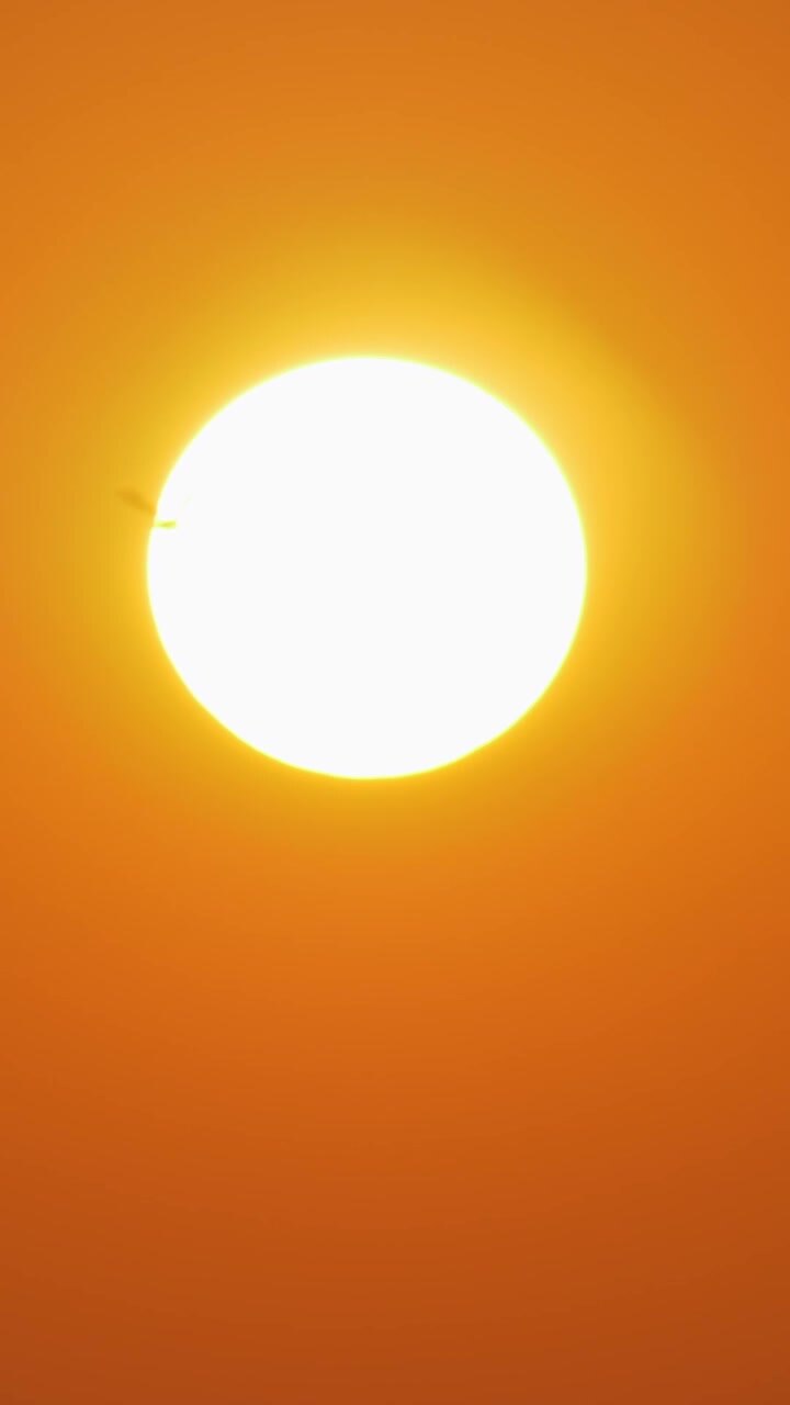 Golden evening sun and flying sea gull