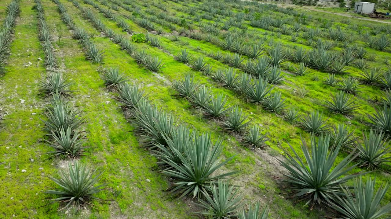 DRONE: SLOW PANNING SHOT OF A AGAVE FIELDS IN OAXACA