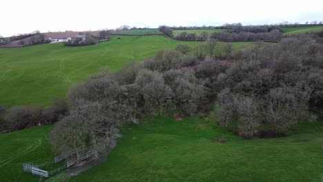 aerial fly over english winter trees in green grass field