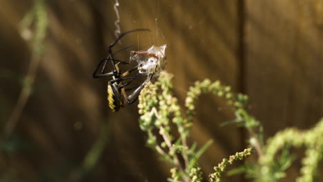 Gran-Araña-De-Jardín-Amarilla-Envolviendo-Un-Insecto-En-Su-Red