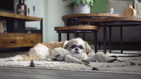 Der-Müde-Boomer-Hund-Ruht-Mit-Dem-Kopf-Auf-Einem-Flauschigen-Spielzeug,-Mittlere-Aufnahme