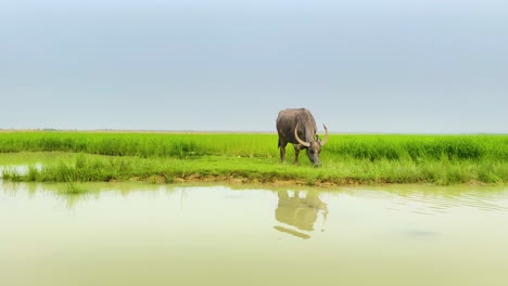 wide shot of horned water buffalo eating grass next to a river