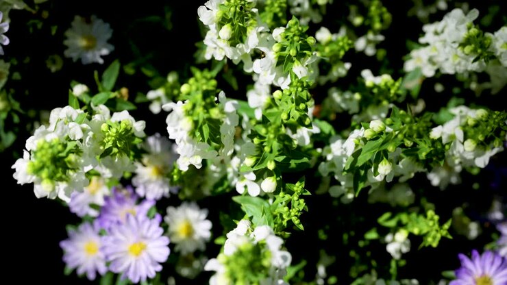 Lilla asters blomstrer i en frodig grønn hage