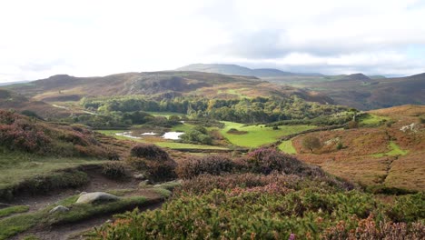 Colourful-Welsh-heather-countryside-rural-farmland-mountain-valley-landscape-dolly-left