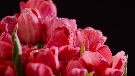 Dew-Drops-On-Fresh-Tulips-On-Black-Background-7