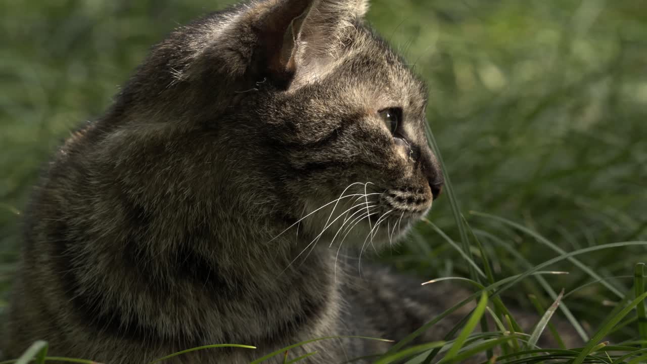 Gatto soriano attento che riposa nell'erba verde e rigogliosa - Primissimo piano