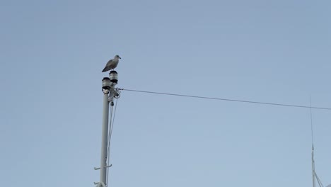 Todavía-Disparó-A-La-Gaviota-De-Pie-En-El-Trinquete-Del-Barco-Mirando-A-Su-Alrededor,-Fondo-De-Cielo-Azul