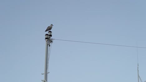 todavía disparó a la gaviota de pie en el trinquete del barco mirando a su alrededor, fondo de cielo azul