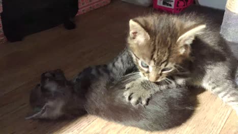 los gatitos