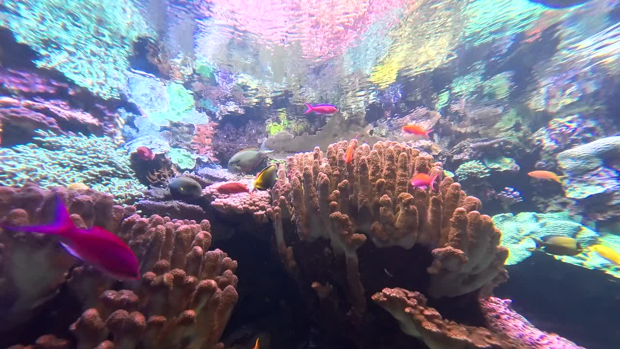 다채롭고 활기찬 열대 산호 어류 수족관