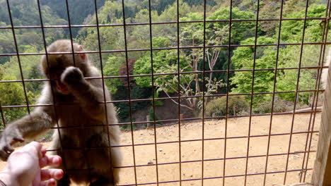 Baby-monkey-trying-to-take-a-nut,-Iwatayama-Monkey-Park,-Kyoto---Japan