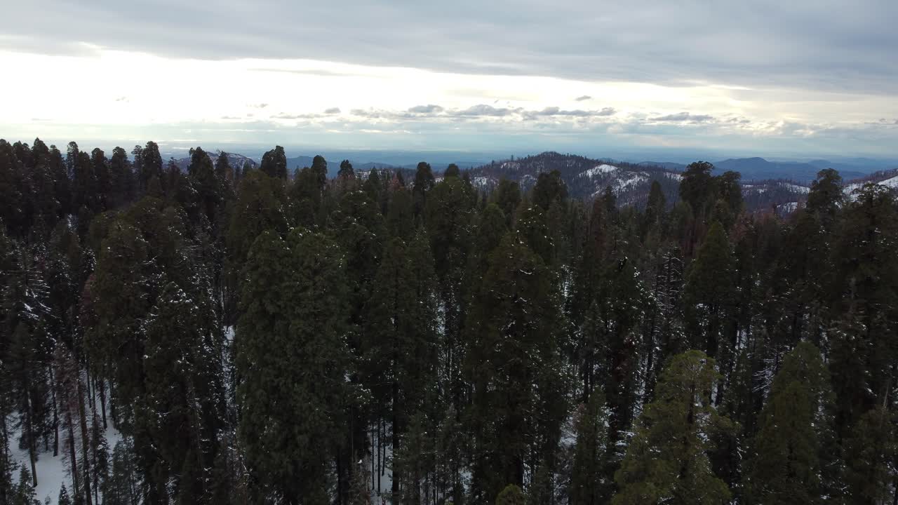 bosque gigante en el paso aéreo del parque nacional de las secuoyas durante el invierno